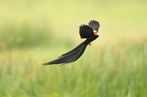 A long-tailed widow finch in full flight. Photo Col Roberts
