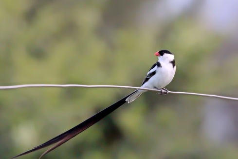 A pin-tailed whydah. Photo Kevin Solomon