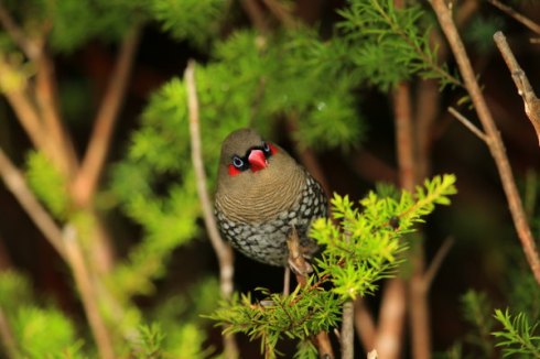 Red-Eared Firetail Photo Col Roberts