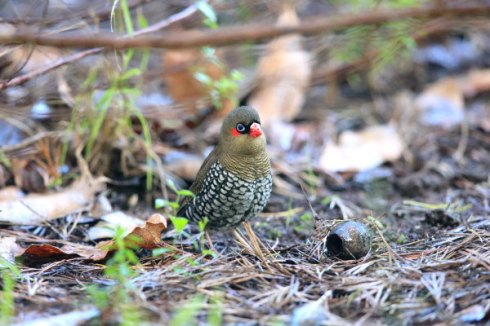 Red-Eared firetails feed in low undergrowth or occasionally on the ground. Photo Col Roberts