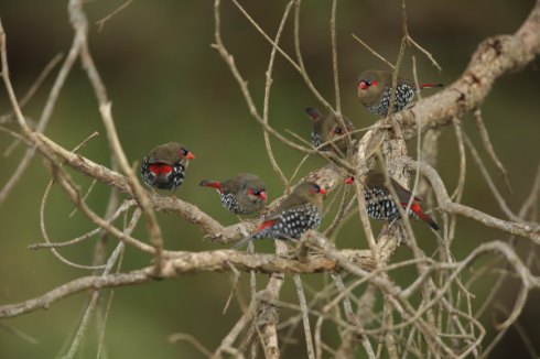 A family group of Red-Eared firetails : Photo Col Roberts