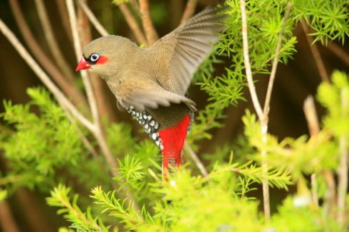 A Red-Eared firetails feathering in flight. Col Roberts