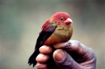 The world's second known photograph of a Shelley's crimsonwing cockbird. Photo Colin Jackson