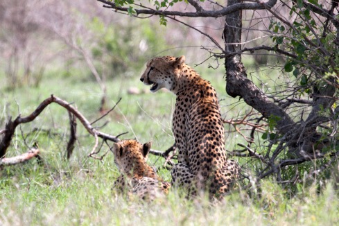 Cheetah in the Kruger National Park. Photo Kevin Solomon. RFCG 2013 EcoTour guest