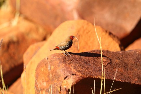 Painted finches are quite often seen on rocky outcrops in western and central Australia. Photo Col Roberts