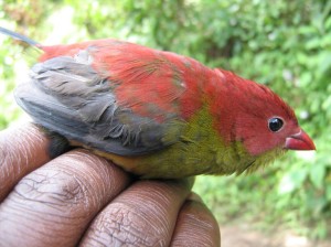 Ever since 2008 this has been the only known photograph of a Shelley's crimsonwing. Photo courtesy www.gorilla.org 