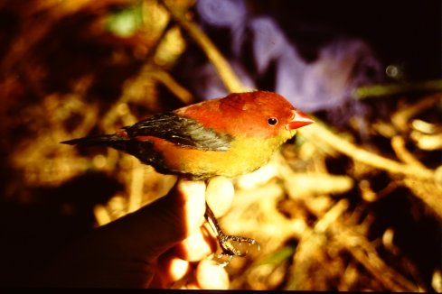 Photo 1: Side view of a male Shelley’s Crimsonwing photographed in 1996 (courtesy Morten Dehn).